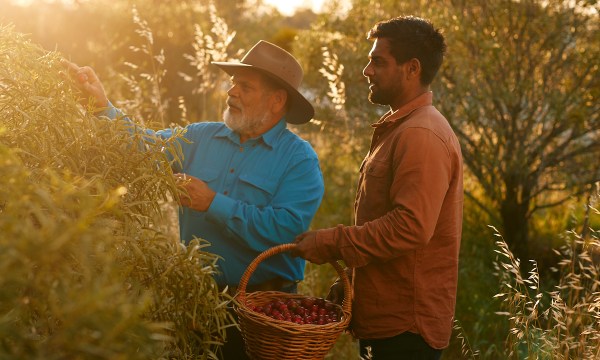 Thumbnail for Quandong Festival celebrates the mighty bush food