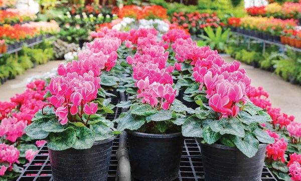 Thumbnail for Sensational cyclamen