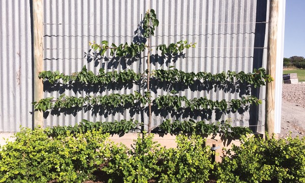 Thumbnail for Fruit trees for small spaces