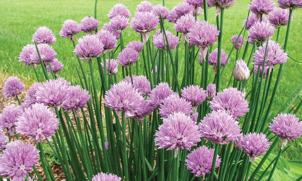 Thumbnail for DIY organic gardening solutions