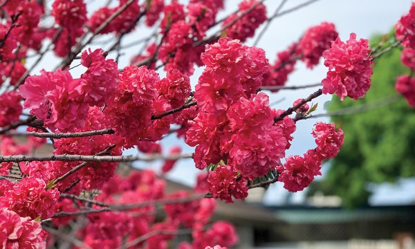 Thumbnail for Spring blossoms: Fleeting beauty
