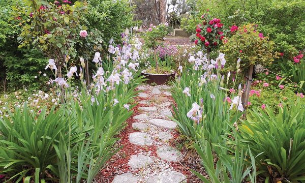 Thumbnail for Up the garden path