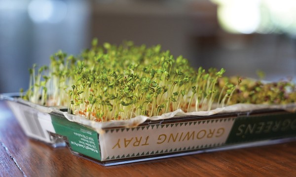 Thumbnail for Grow your own sprouts and microgreens