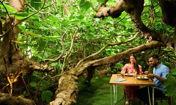 Thumbnail for The Enchanted Fig Tree opens its limbs next week