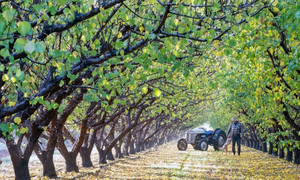 Third-generation fruit grower Philip Glatz with his 1950s tractor and dog Ruby who is named after one of the apricot varieties he grows at Renmark.