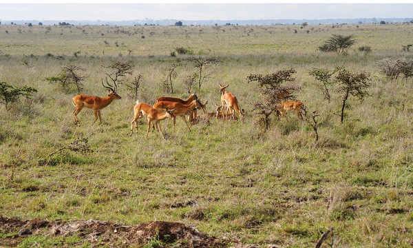 Impala grazing the low plains of Nairobi National Park.