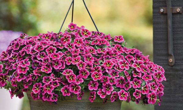 Thumbnail for Liven up with hanging baskets