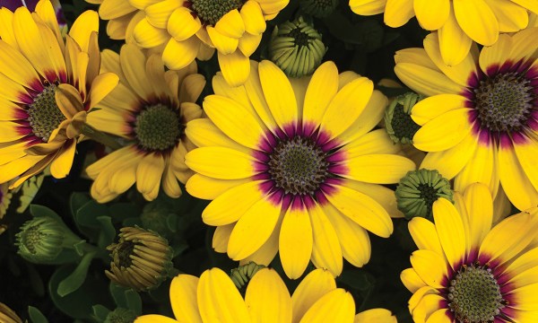 Osteospermum Blue Eyed Beauty