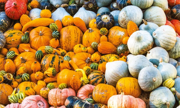 Thumbnail for A patch of pumpkins