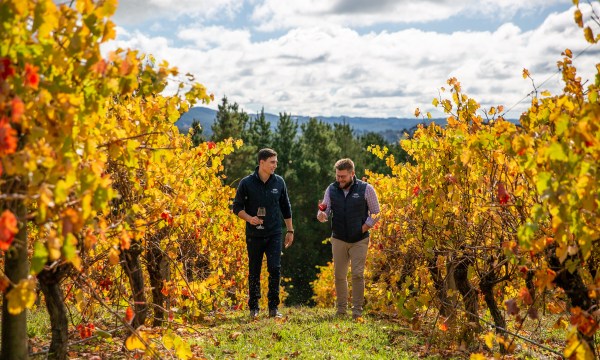 Thumbnail for Adelaide Hills vineyard turns over a new leaf