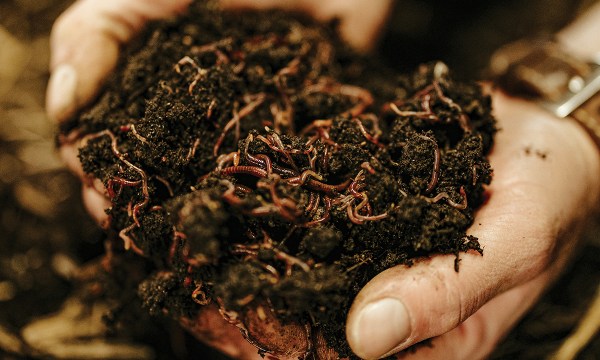 Philosopher Aristotle called worms the "intestines of the earth" and how right he was.