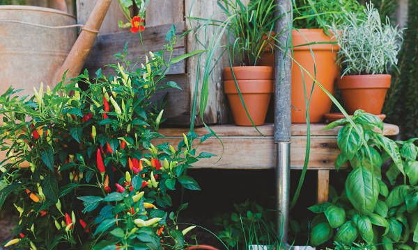Thumbnail for Make the most of summer’s bounty