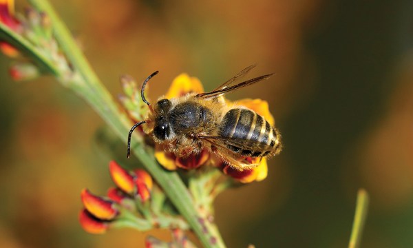 The golden pea bee, also known by its scientific name of trichocolletes venustus. Photograph 
Elisabeth Williamson.