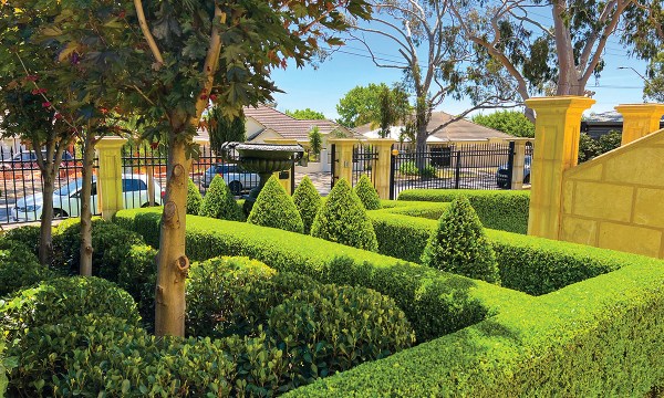 Wonderfully clipped clusters of cones and hedges are like a work of art.  