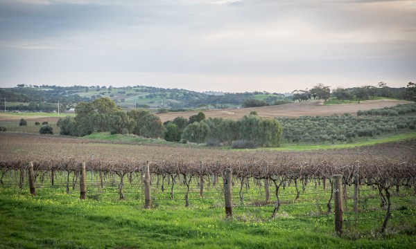 Thumbnail for The Louise launches luxury wine weekends