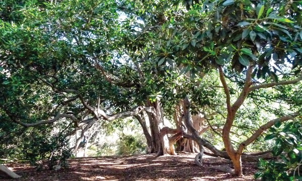Thumbnail for Six Australian trees to get you thinking