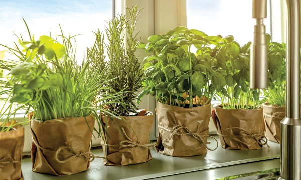 Pots on a windowsill will get plenty of light.