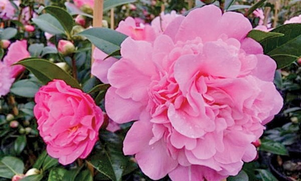 Thumbnail for The new and versatile world of camellias