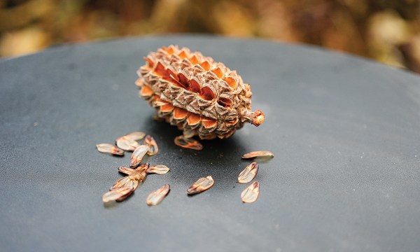 A desert oak cone and its seeds. 