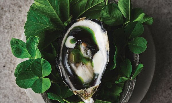 Thumbnail for Winter oysters, green onion oil, cultured buttermilk