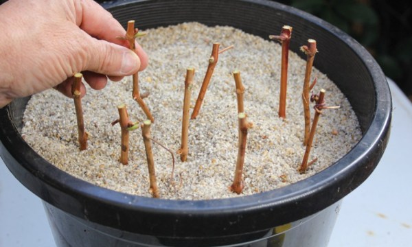 Thumbnail for Gardening on a shoestring