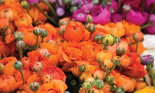 Ranunculus provide dazzling colour.