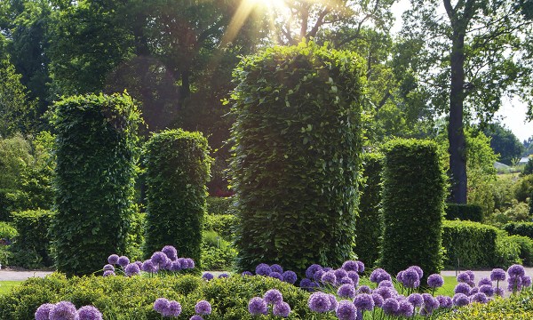 English garden with blooming alliums, of Ha Ha Landscape Design