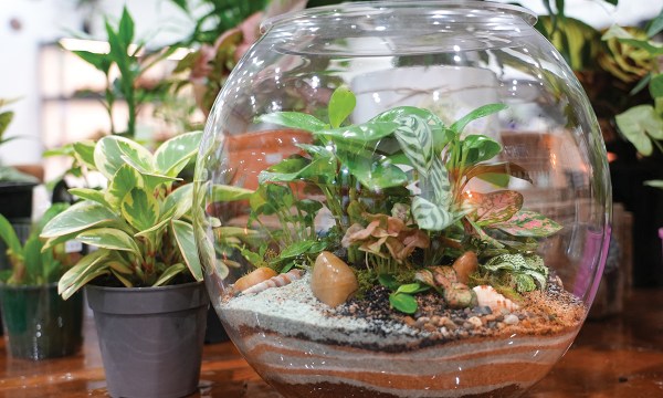 Thumbnail for The wide world of terrariums