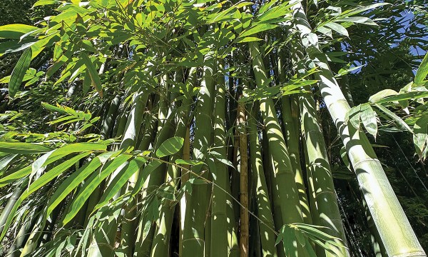Ghost Bamboo