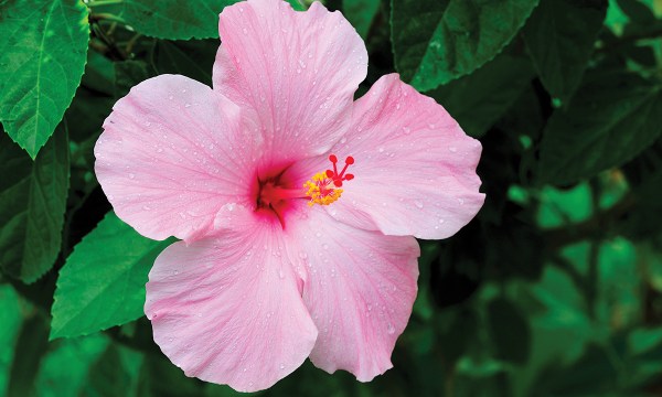 Thumbnail for Grow your own hibiscus