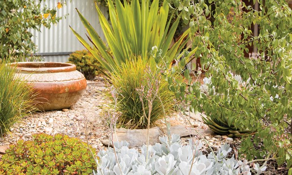 Thumbnail for The succulent solution