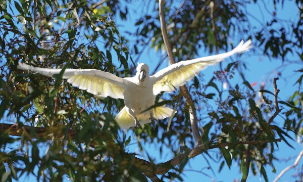 Thumbnail for Bring back the birds