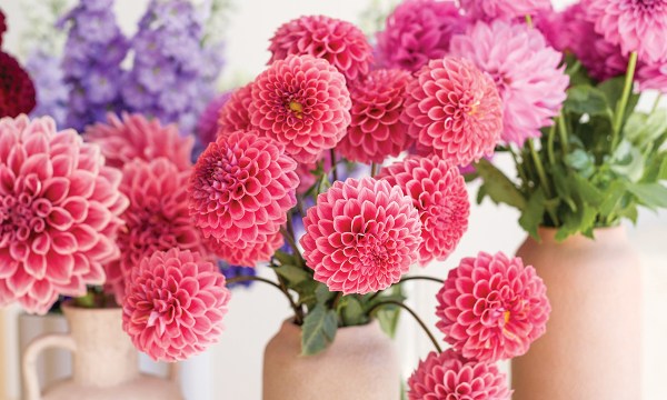 Spectacular dahlias from Little Lyndoch Flower Farm. Photograph Little Lyndoch Flower Farm