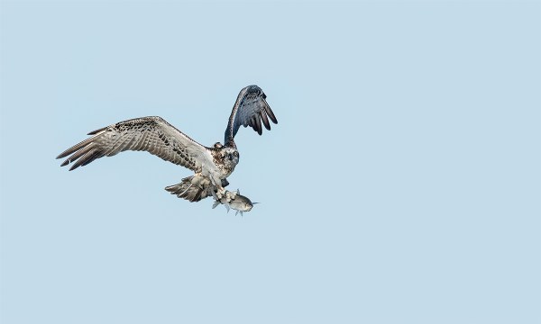 An osprey returning to its nest with a catch. Photograph: Take 2 Photography.