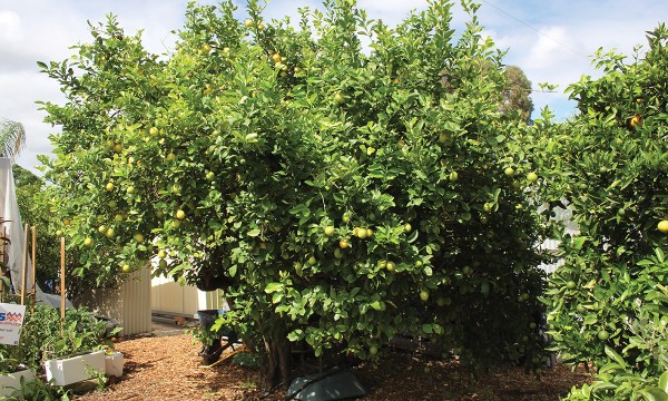 A commanding lemon tree sits in a small backyard; not only an excellent shade-provider, but a citrus producer. 