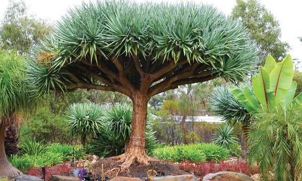 Thumbnail for Bellevue Heights garden flourishes with rescued plants