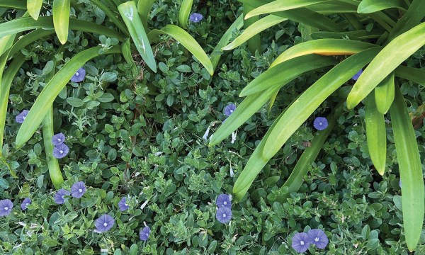 Thumbnail for How to use groundcover plants