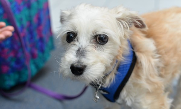 Thumbnail for “Hero Dog” Billy’s new lease of life