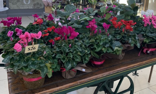 Thumbnail for Personal Shopper – Burnside Village for Mother’s Day