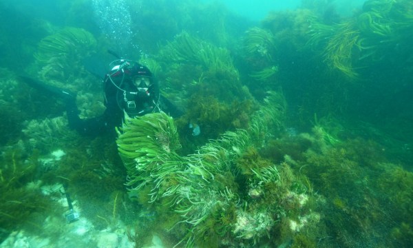 Thumbnail for Historic SA shipwreck discovered near Admella site