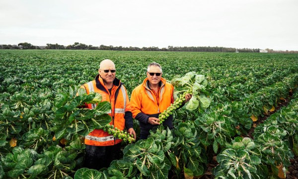 Thumbnail for South Australian Agricultural Town of the Year finalist: Langhorne Creek