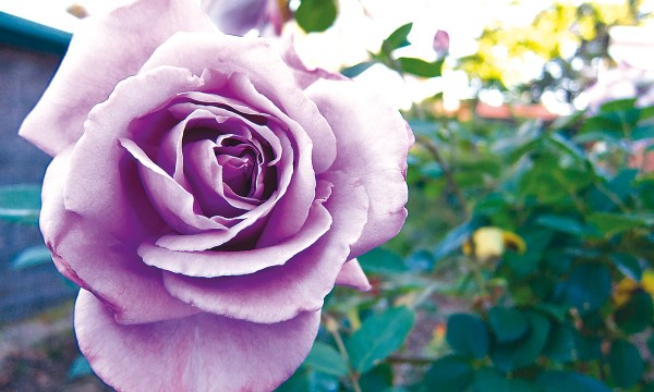 Thumbnail for Choose your roses, plant some bok choy, natural insecticides