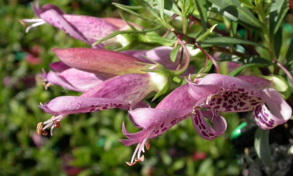 Eremophila maculata “Thundercloud” is a colourful native shrub that also attracts birds to the garden.