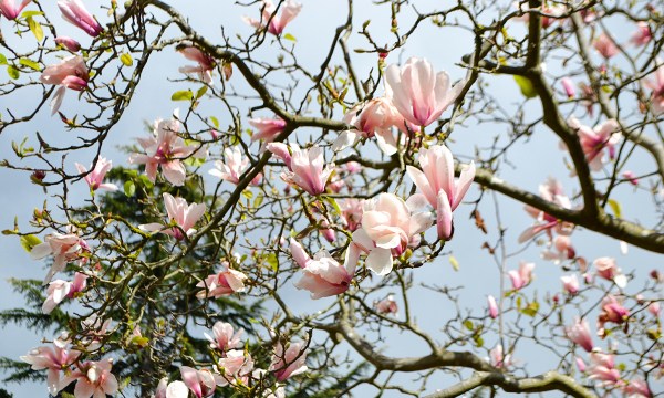 Thumbnail for In the garden: Magnificent magnolias