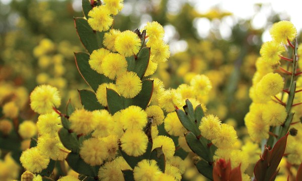 Thumbnail for Winter warmers: Natives for your garden
