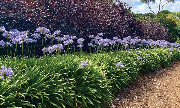 Ever-reliable agapanthus can reach the size of small shrubs to make a lovely informal hedge.