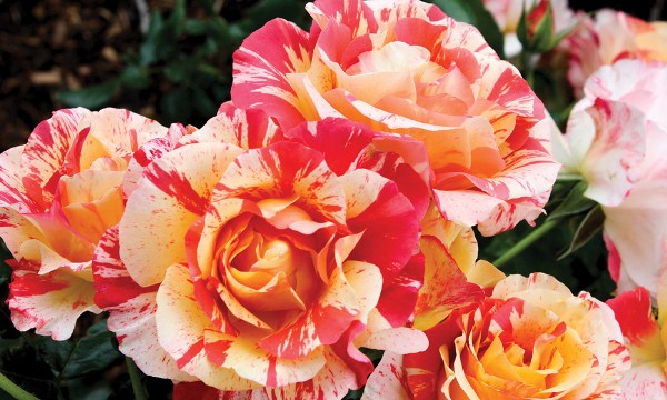 Thumbnail for Striped roses: A work of art