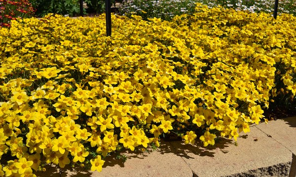 Thumbnail for Flowering annuals: Blooming beautiful