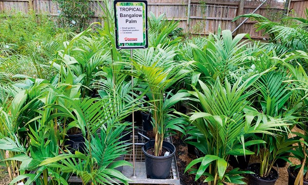 Thumbnail for Club tropicana: Plant some palms