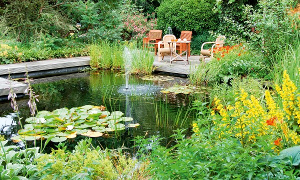 Thumbnail for Get some pond life in your garden